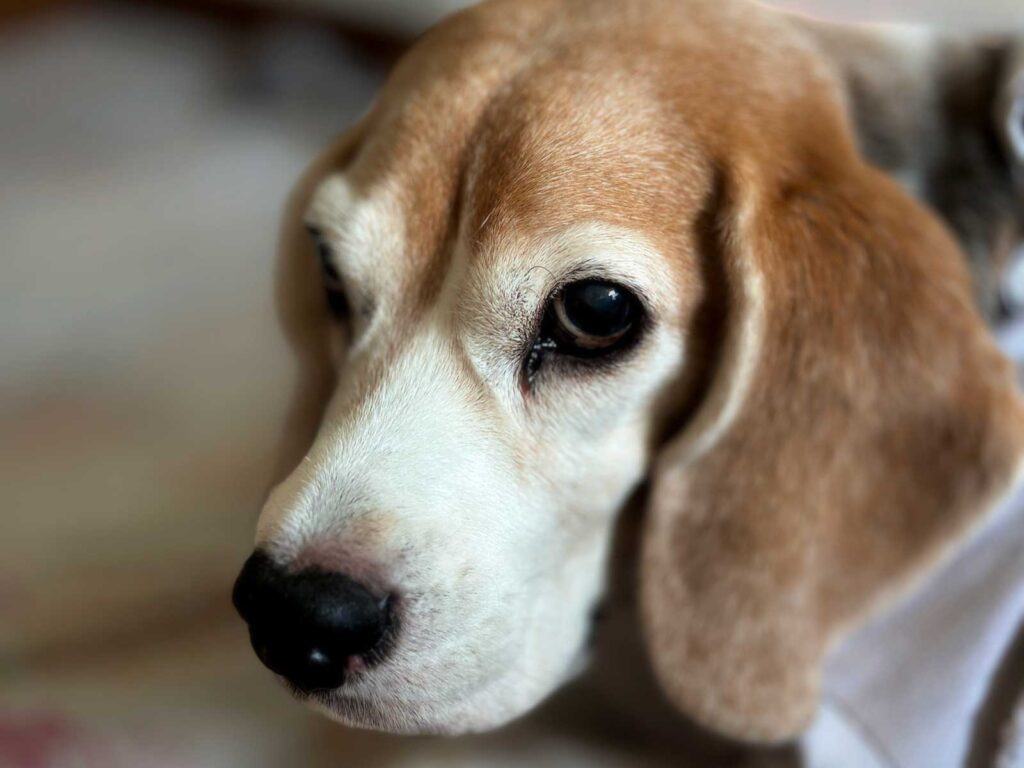 Penny, our beagle