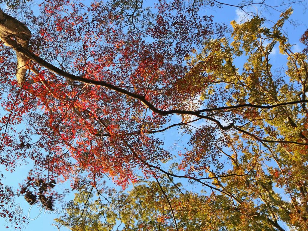 Autumn leaves, Japan