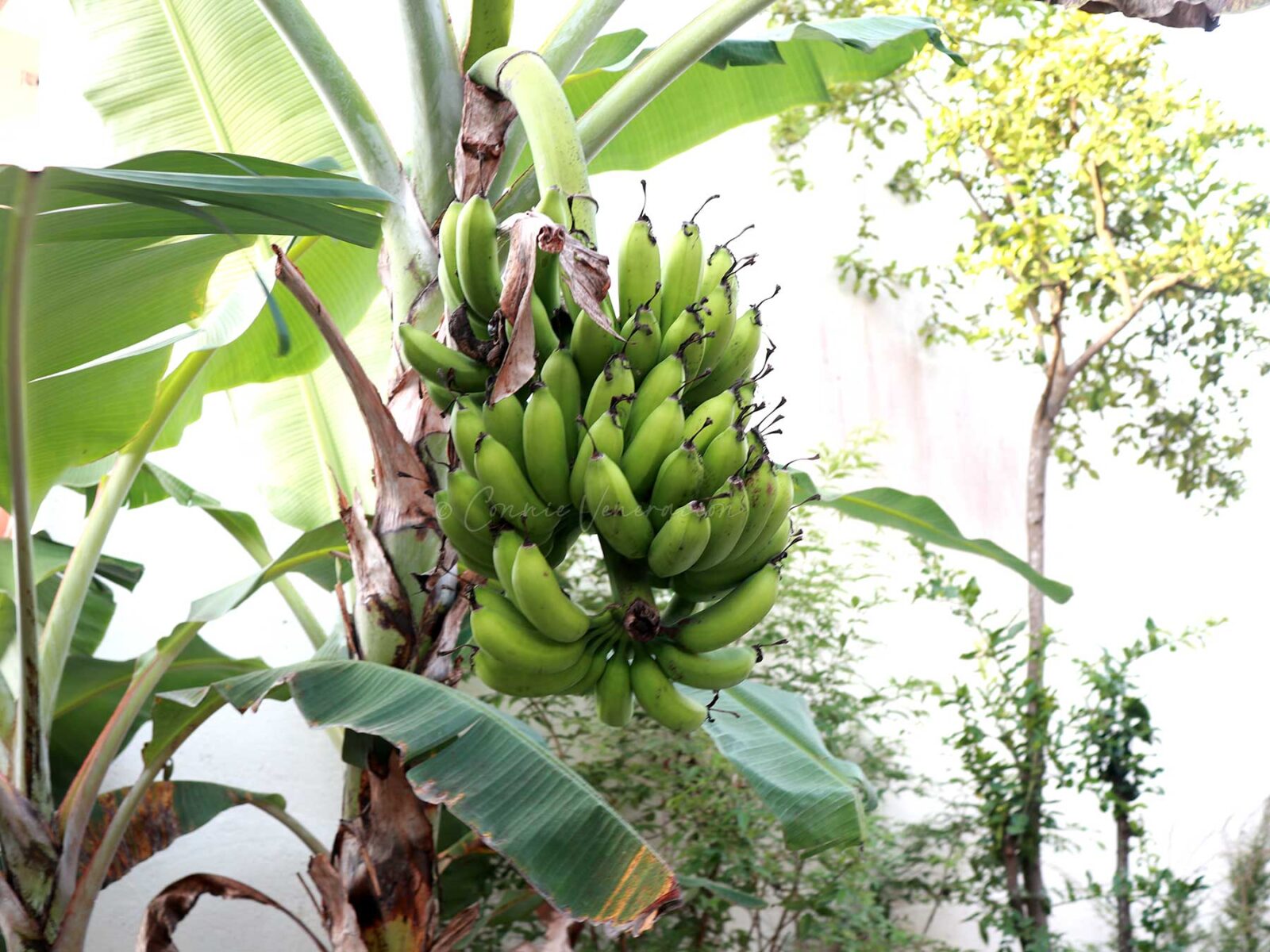 Banana growing in the garden