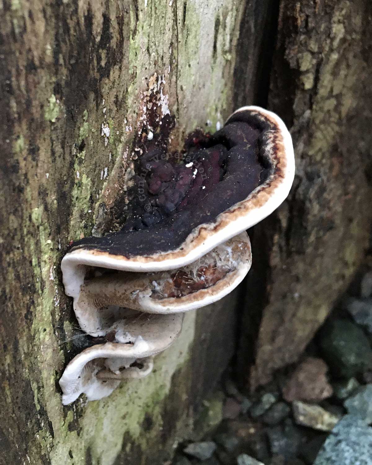 Wild mushrooms growing on trunk of fallen tree