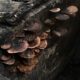 Wild mushrooms growing on trunk of fallen tree