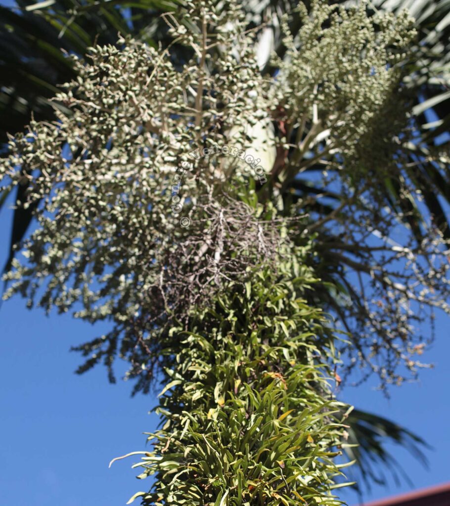 Fern growing on palm tree trunk