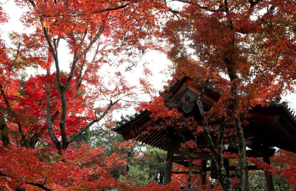 Autumn leaves in Kyoto