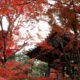 Autumn leaves in Kyoto