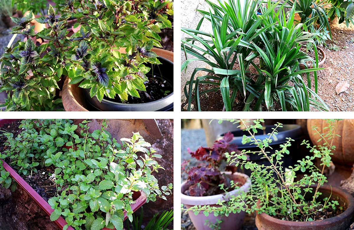 Potted herbs on the garden (top to bottom, left to right): Purple basil, pandan, mint and oregano