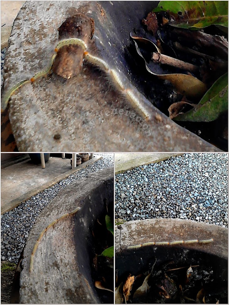 Hair caterpillars (higad)