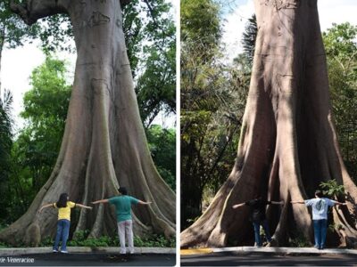 kapok tree (memories of U.P. Los Baños)
