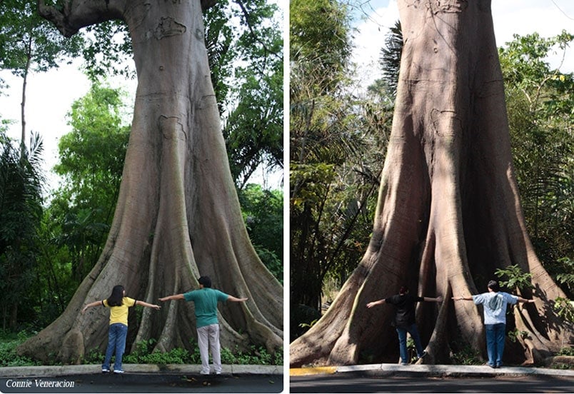 kapok tree (memories of U.P. Los Baños)